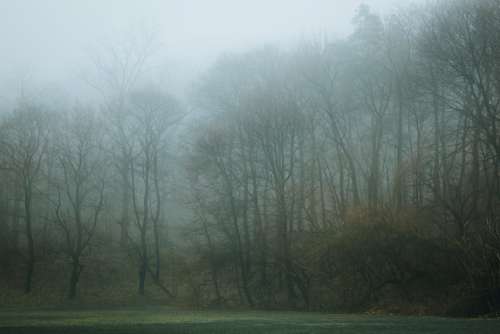 An Foggy Treeline Surround A Soccer Field Photo