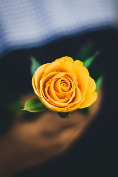 Bright Yellow Rose In Hand Photo