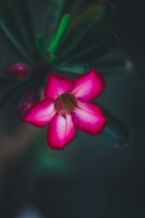 Fuschia Pink Flower Photo