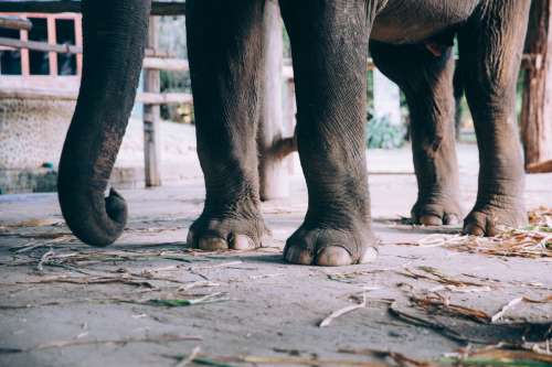 Close-Up Of Elephant Feet Photo