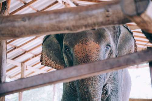 Elephant Peek-A-Boo Photo