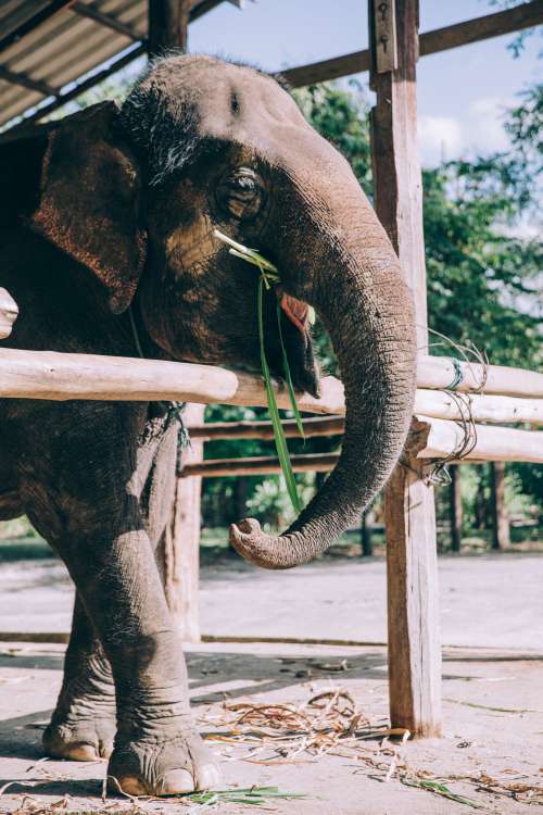 Elephant Snacks On Bamboo Photo