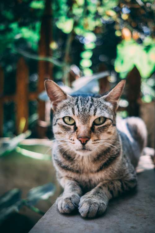 Tabby Cat Stares Intently Photo