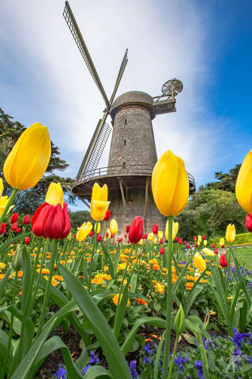Windmill In Tulip Field Photo
