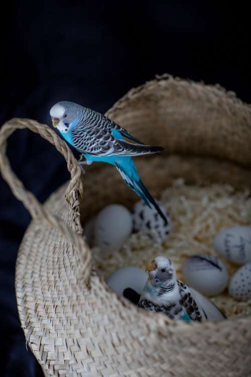 Bird Perched On A Basket Protecting Her Eggs Photo