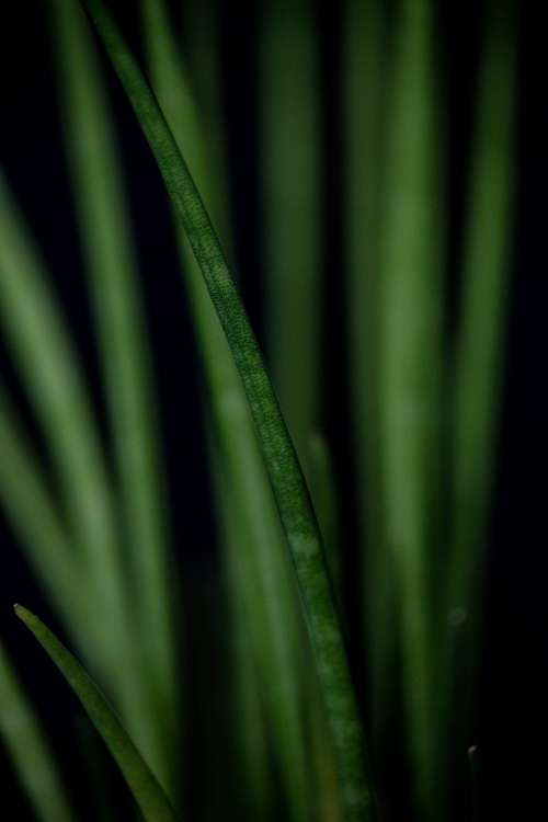 A Spouting Banana Leaf Photo