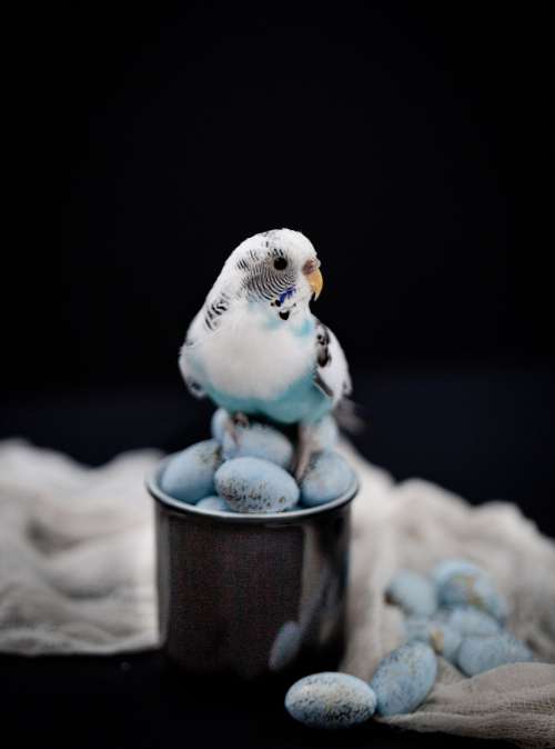 Blue Parakeet Sits On Eggs Photo