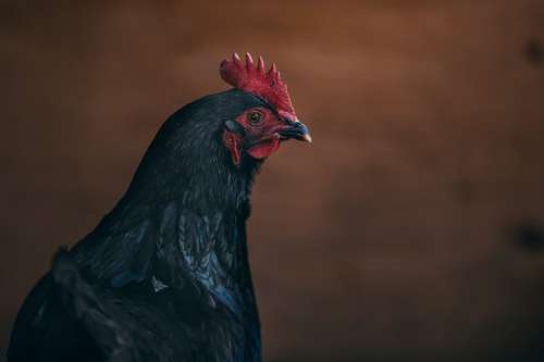 Artistic Chicken Portrait Photo
