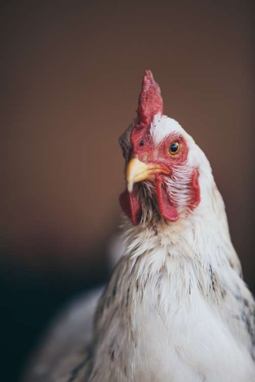 Striking White Chicken Portrait Photo