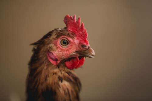 Classy Brown Chicken Photo