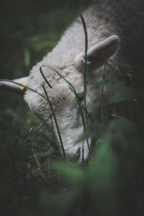 A Grazing Sheep In Grass Photo
