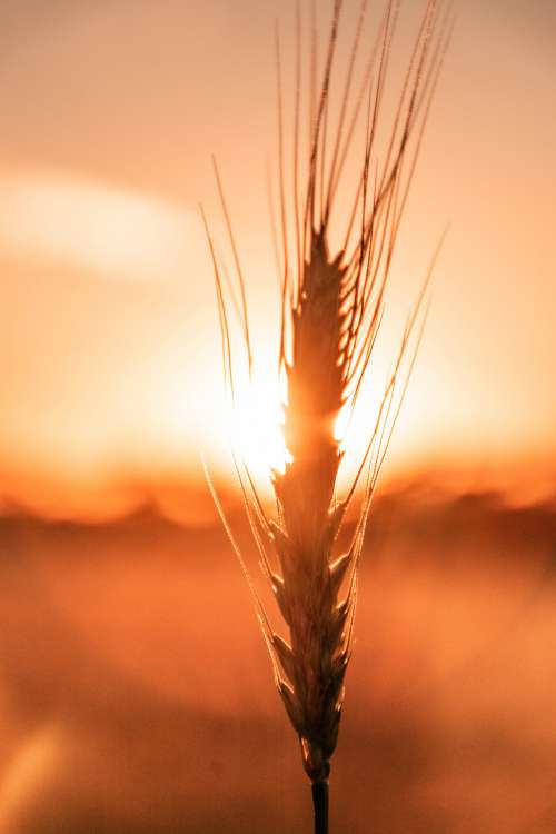 Wheat And A Sunset Photo
