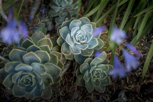 A Bunch Of Succulents In A Garden Photo