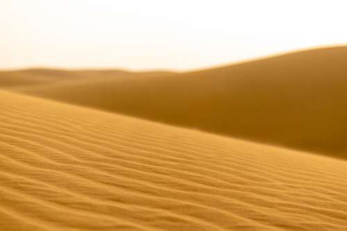Focused View Of The Desert Photo