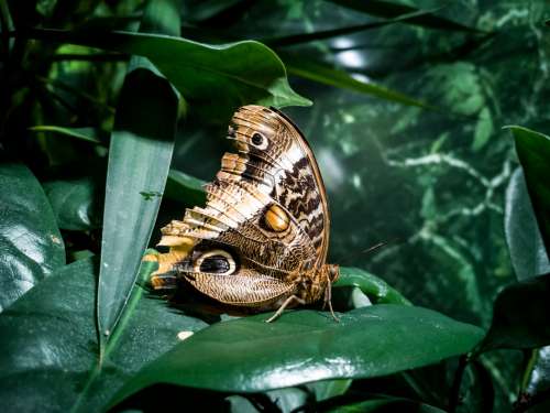 Side Profile Of Brown Butterfly Photo