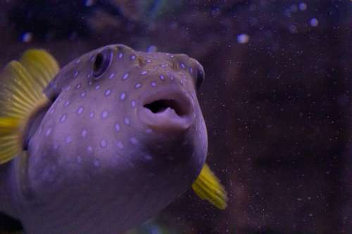 Purple Fish Photo