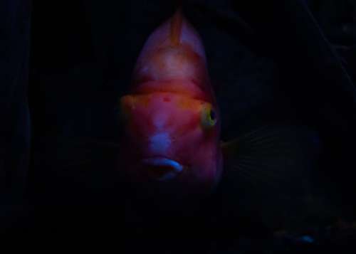 Ominous Portrait Of Orange Fish Photo