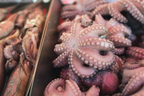 Octopus at a fish market