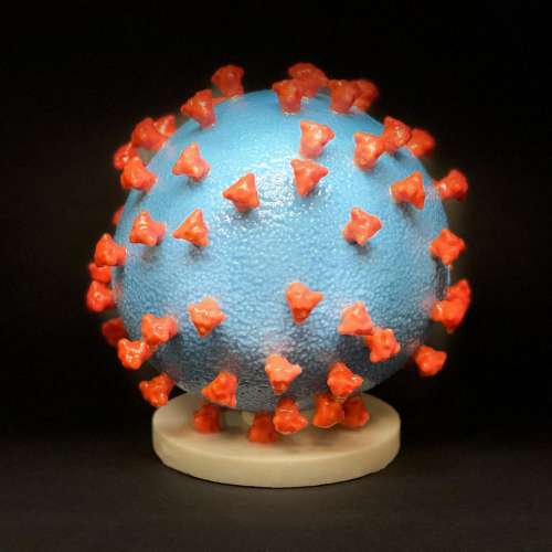 Model of Novel Coronavirus SARS-CoV-2