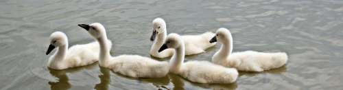Group of Cygnets