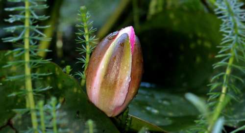 Flower bud ready to open - Water Lily