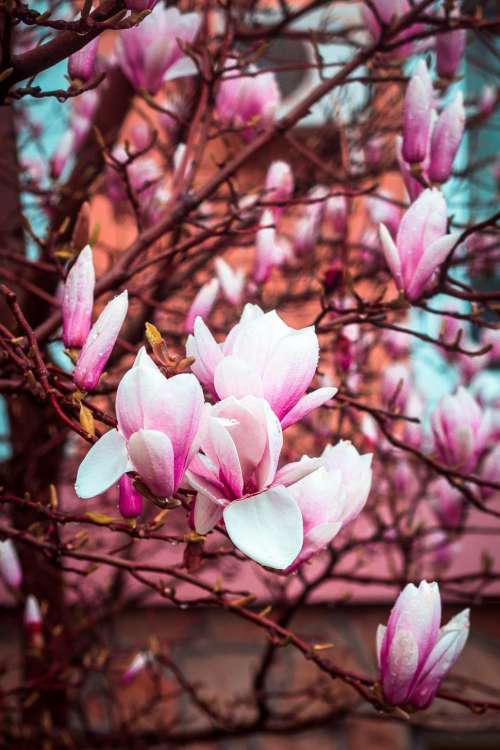 Close up of magnolia tree full of flowers