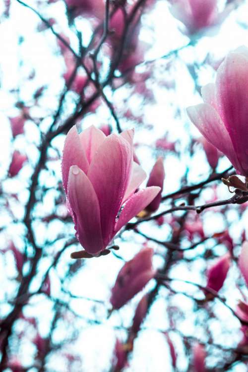 Close up of magnolia flowers