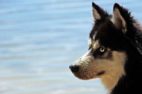 Husky Dog - Wet at the beach