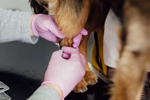 A vet taking a blood sample from a dog