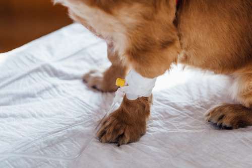 A dog having an IV fluid therapy 2