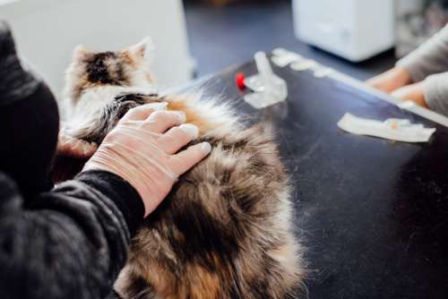 A cat at the vet