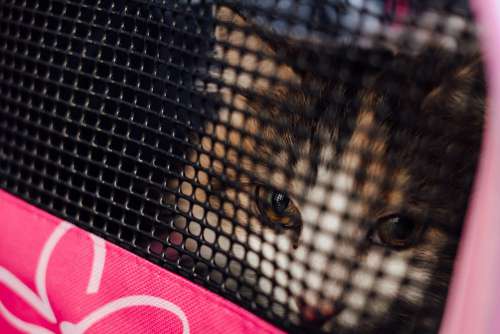 Cat in a carrier closeup