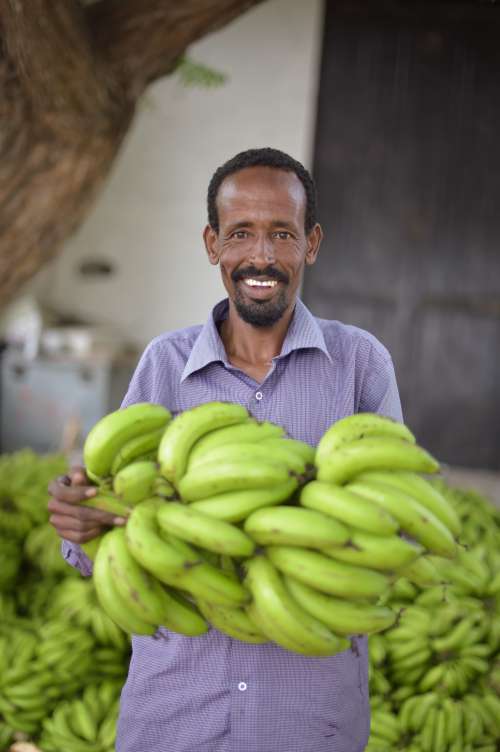 man, people, planting, facial expression, smile, happiness, agriculture, banana, fresh fruits, food, sales, trade, market