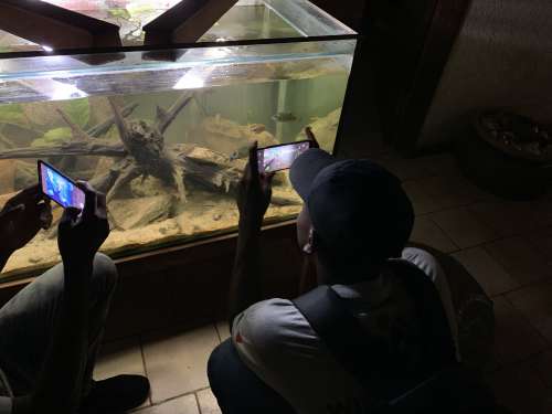 people, museum, men, smartphone, camera, filming, aquarium, water, fish, watching