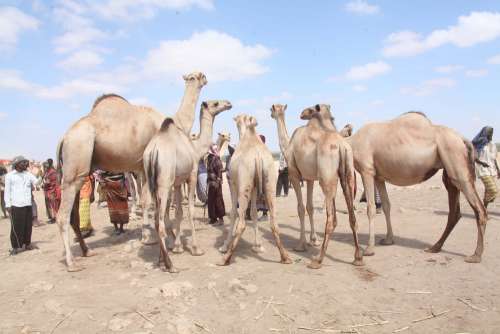 cattle farming, fulani, camel, animals, herd
