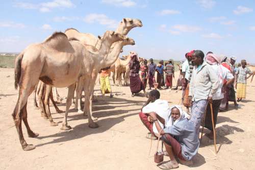 camel, people, men, animals, shepherd, herd, trader, breeder, farmer, cattle farming, Fulani, nomadic people