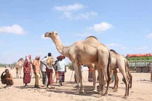 camel, people, men, animals, traveler, shepherd, nomadic people, Fulani, farmer, cattle farming