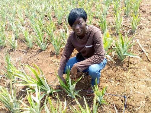 woman, people, agroecology, agriculture, people, woman, look, facial expression, pose, farm, field, pineapple plantation