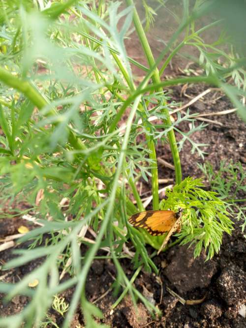 garden, field, board, artemisia, leaf, plant, flora, culture, agroecology, organic farming, butterfly, living being, vegetal, nature, environment