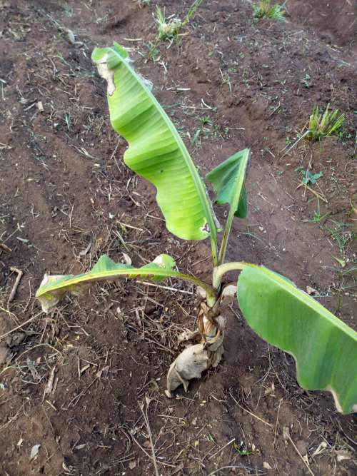 leaf, nature, soil, flora, agriculture, ground, garden, tree, environment, farm, field, agroecology, agriculture, plant, banana, turmeric