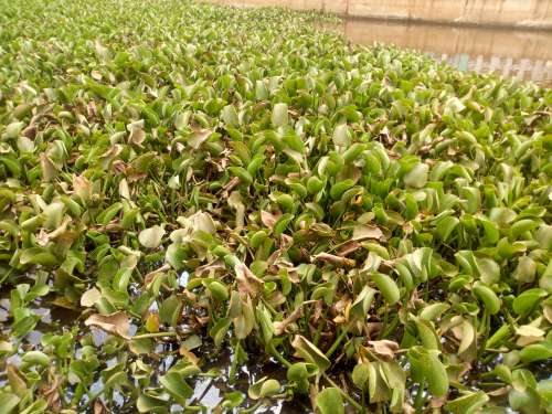 hyacinth, fish farming, water, wet, livestock, pond, green space, agroecology, botanical garden
