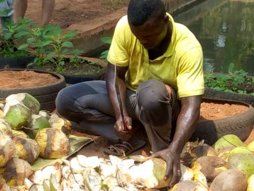 food, people, fruit, environment, farming, man, farm, coconut, sale, drink, work