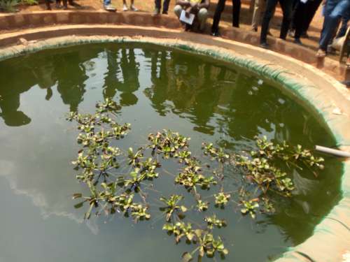 water, nature, environment, fish farming, shade, visits, farm, fish, aquaculture, hyacinth, botanical garden