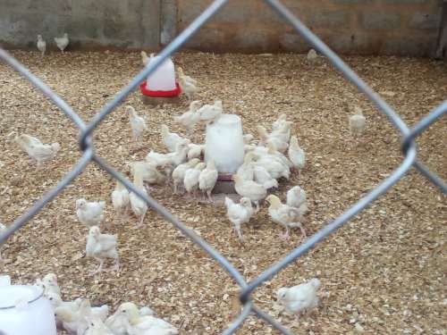 chicken, breeding, wire mesh, animals, feed the chicks, cage, agroecology, chicken coop