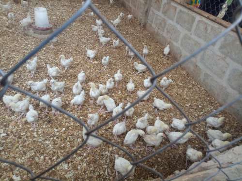 cage, farm, chicks, chicken, breeding, wire mesh, animal, farming, poultry,