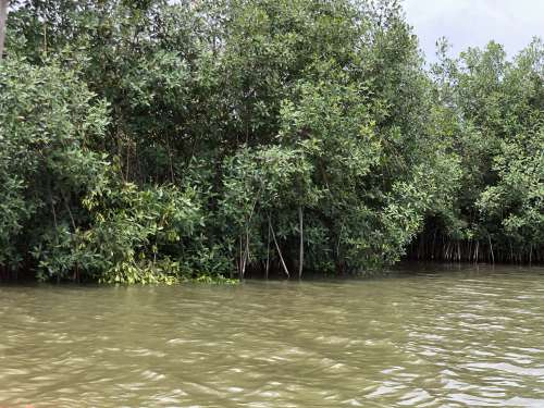 salt lake, river, mangrove, trees, ecotourism, foliage, flora, nature, environment