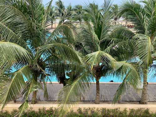 tropical, palm, beach, summer, paradise, exotic, seashore, sun, tree, fair weather, ocean