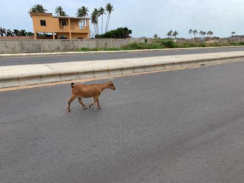traffic, sheep, crossing the road, animal, urban, city