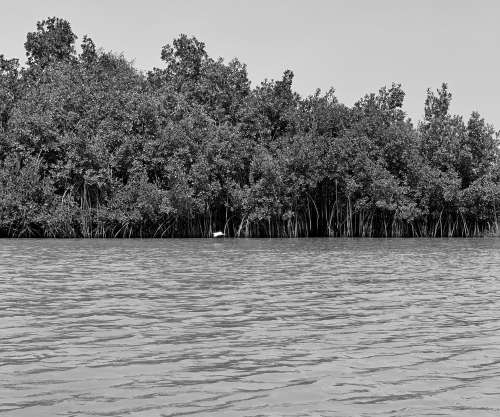 trees, lake, landscape, river, nature, environment, mangrove, flora, vegetal, black and white