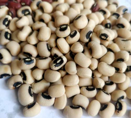 bean, nutrition, food, diet, cereal, seeds, white beans,  fechouada, oeil noir, dolique, abobo, bio, fabaceae